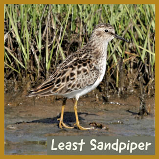 Least Sandpiper